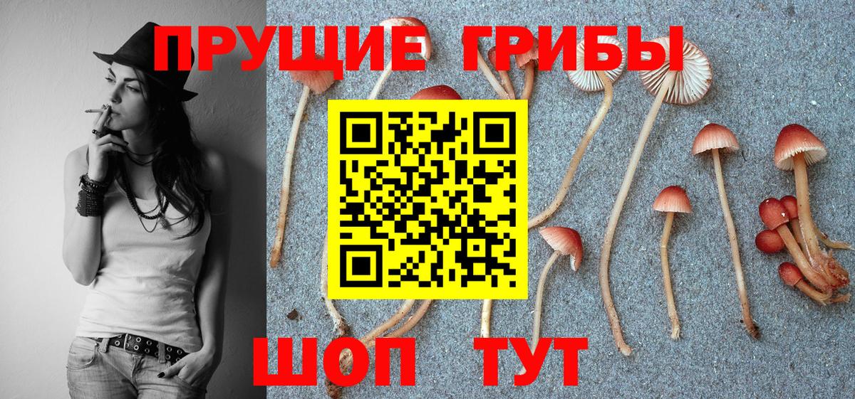 Галлюциногенные грибы Psilocybe Городец